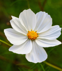 Krásenka zpeřená Bílá senzace - Cosmos bipinnatus - osivo krásenky - 40 ks