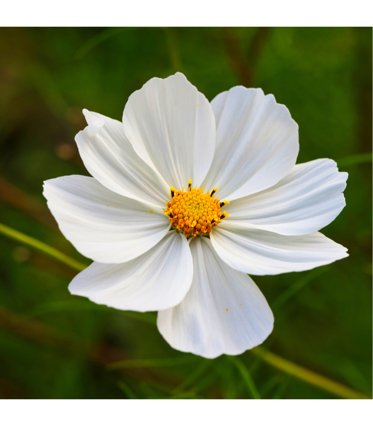 Krásenka zpeřená Bílá senzace - Cosmos bipinnatus - osivo krásenky - 40 ks