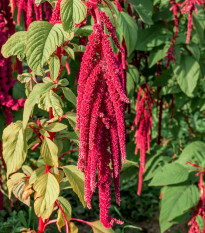 Laskavec ocasatý - Amaranthus caudatus - osivo laskavce - 300 ks