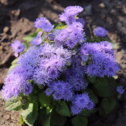 Nestařec mexický - Ageratum pumilum - osivo nestařce - 0,5 g