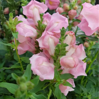 Hledík větší - Antirrhinum majus - osivo hledíku - 400 ks