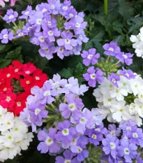 Sporýš zahradní Tuscany Mix - Verbena hybrida - osivo sporýše - 15 ks