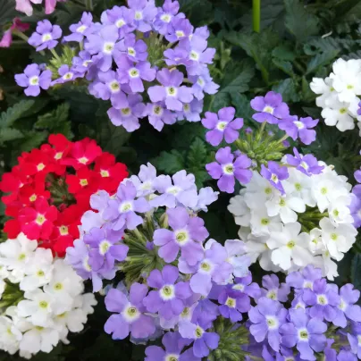 Sporýš zahradní Tuscany Mix - Verbena hybrida - osivo sporýše - 15 ks