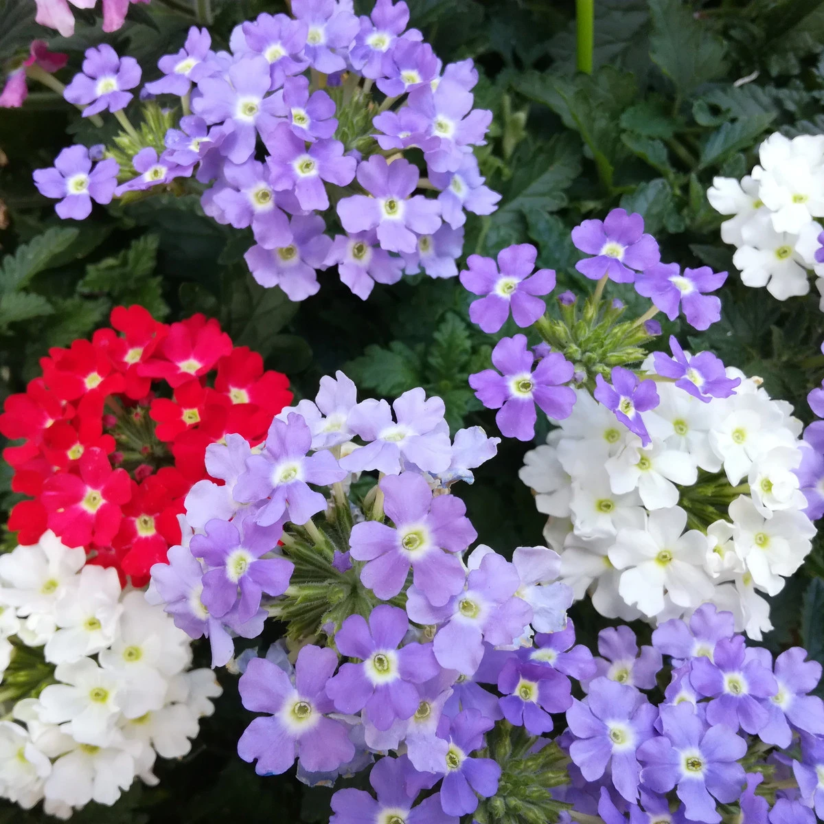 Sporýš zahradní Tuscany Mix - Verbena hybrida - osivo sporýše - 15 ks