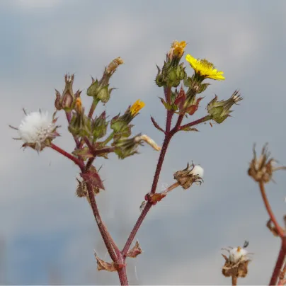 Locika kompasová - Lactuca serriola - osivo lociky - 10 ks