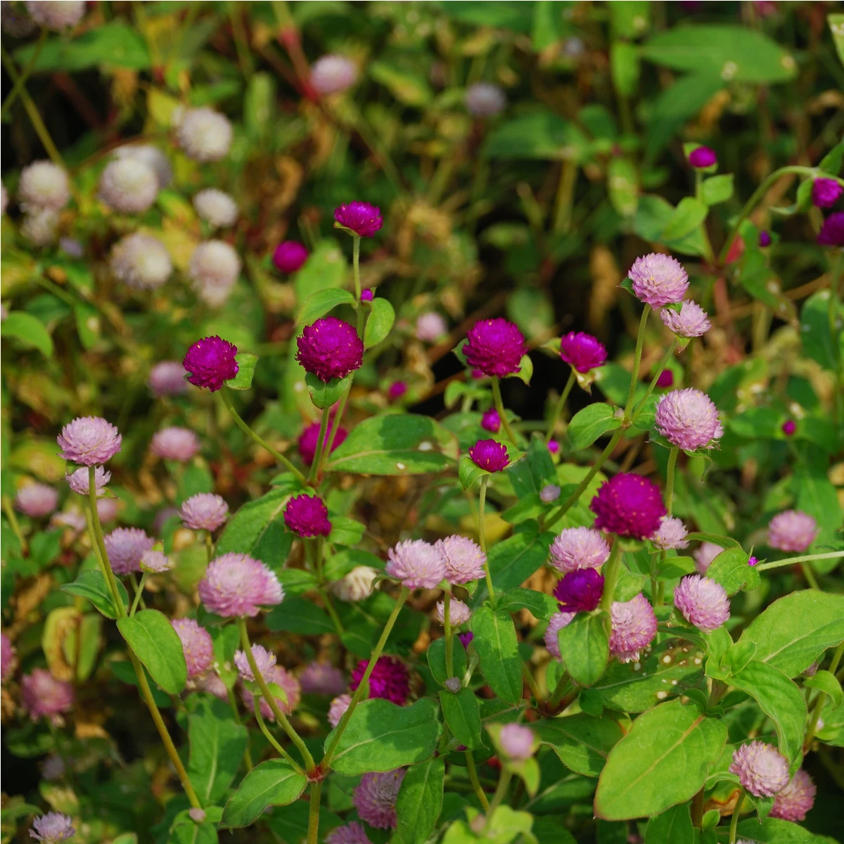 Pestrovka kulovitá směs barev - Gomphrena globosa - osivo pestrovky - 35 ks