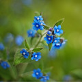 Pilát kapský - Anchusa capensis - osivo pilátu - 50 ks