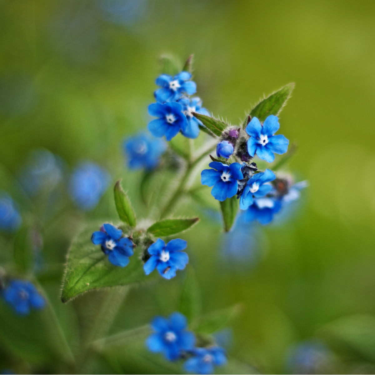 Pilát kapský - Anchusa capensis - osivo pilátu - 50 ks