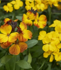 Chejr vonný Sugar Rush F1 Mix - Cheiranthus cheiri - osivo chejru - 20 ks