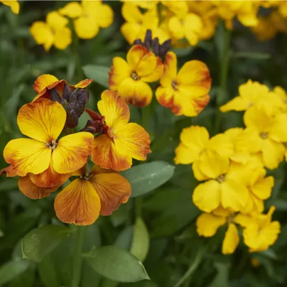 Chejr vonný Sugar Rush F1 Mix - Cheiranthus cheiri - osivo chejru - 20 ks