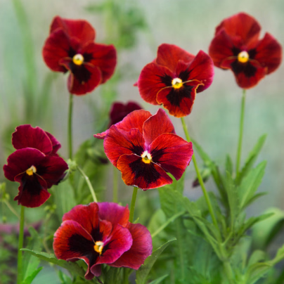 Maceška červená Abendglut - Viola wittrockiana - osivo macešky - 200 ks