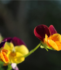 Maceška Jolly Joker F2 - Viola wittrockiana - osivo macešky - 20 ks