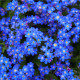 Pomněnka alpská modrá - Myosotis alpestris - osivo pomněnky - 130 ks