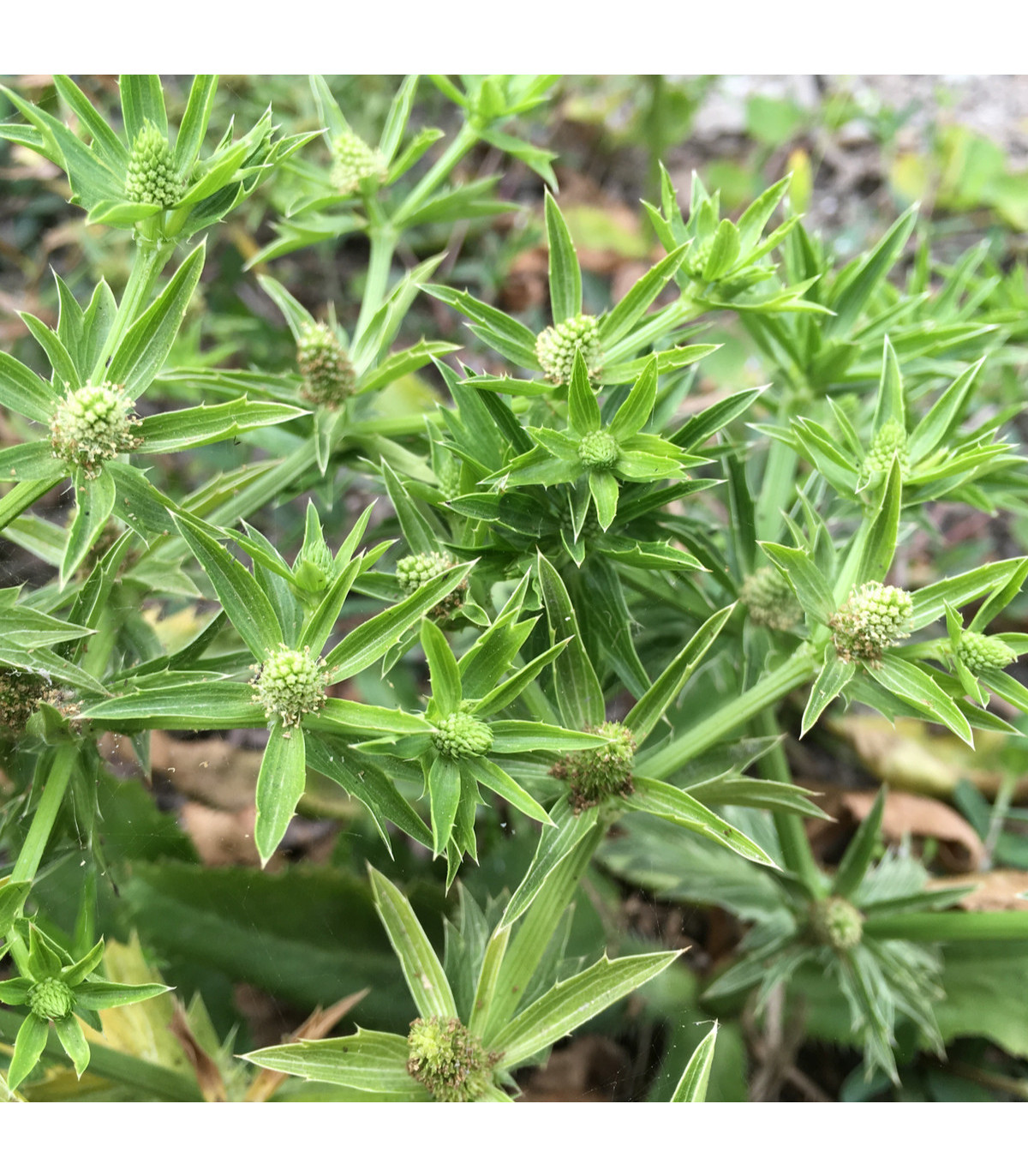 Koriandr mexický - Eryngium foetidum - semena koriandru - 0,02 g