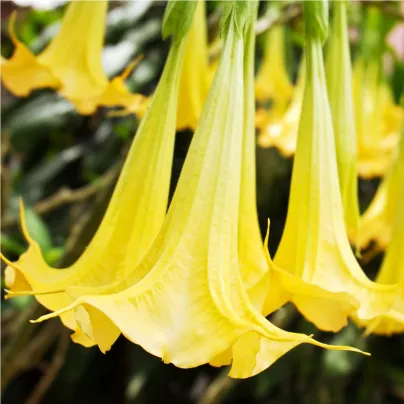 Brugmansie žlutá - Brugmansia sp - osivo brugmansie - 5 ks