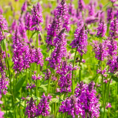 Bukvice lékařská - Betonica officinalis - osivo bukvice - 20 ks