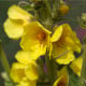 Divizna velkokvětá - Verbascum densiflorum - osivo divizny - 300 ks
