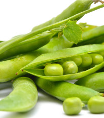 Hrách dřeňový velmi raný - Pisum sativum - osivo hrachu - 40 ks