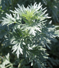 Pelyněk Černobýl - Artemisia vulgaris - osivo pelyňku - 130 ks