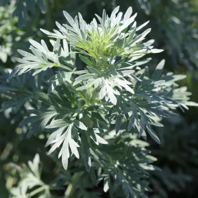 Pelyněk Černobýl - Artemisia vulgaris - osivo pelyňku - 130 ks