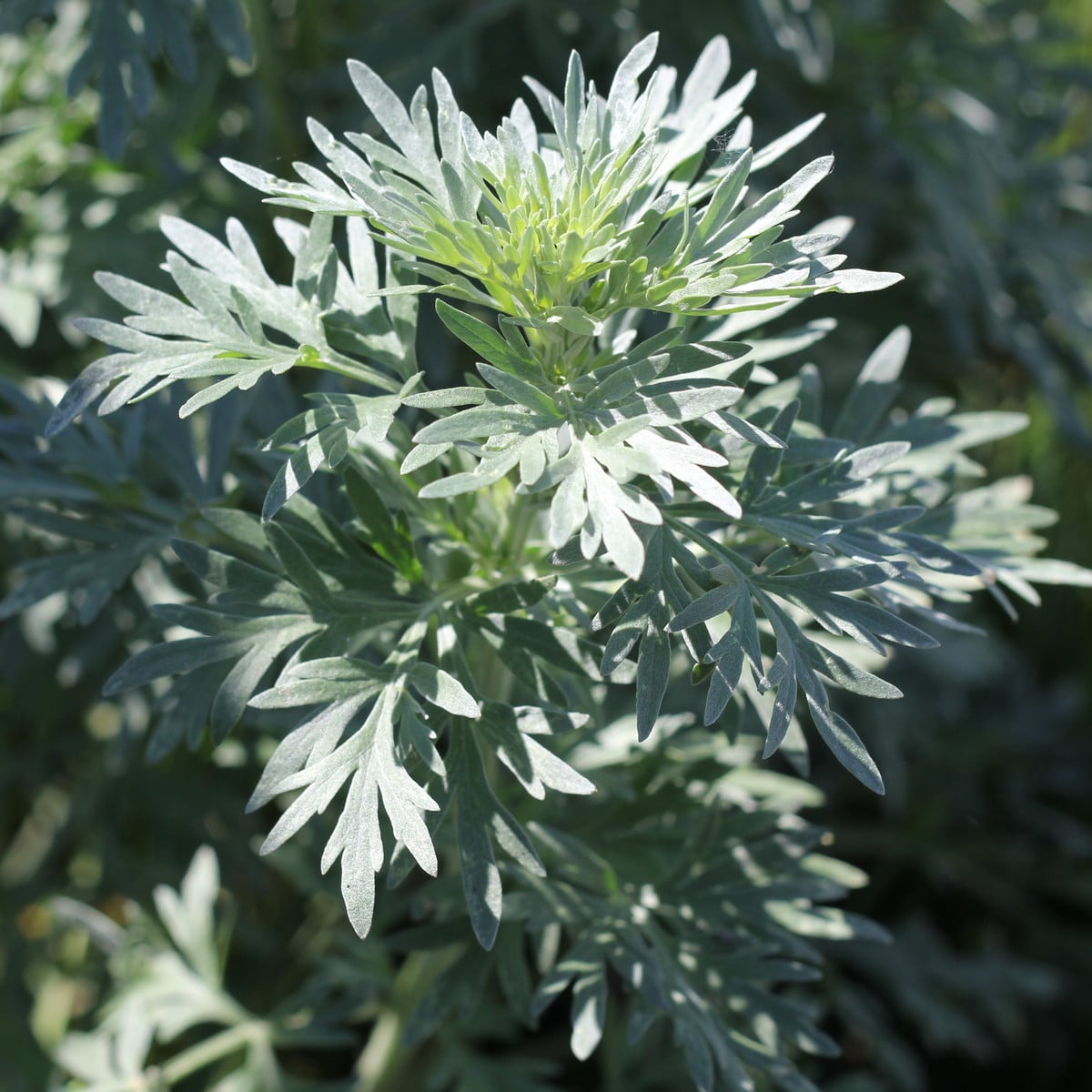 Pelyněk Černobýl - Artemisia vulgaris - osivo pelyňku - 130 ks