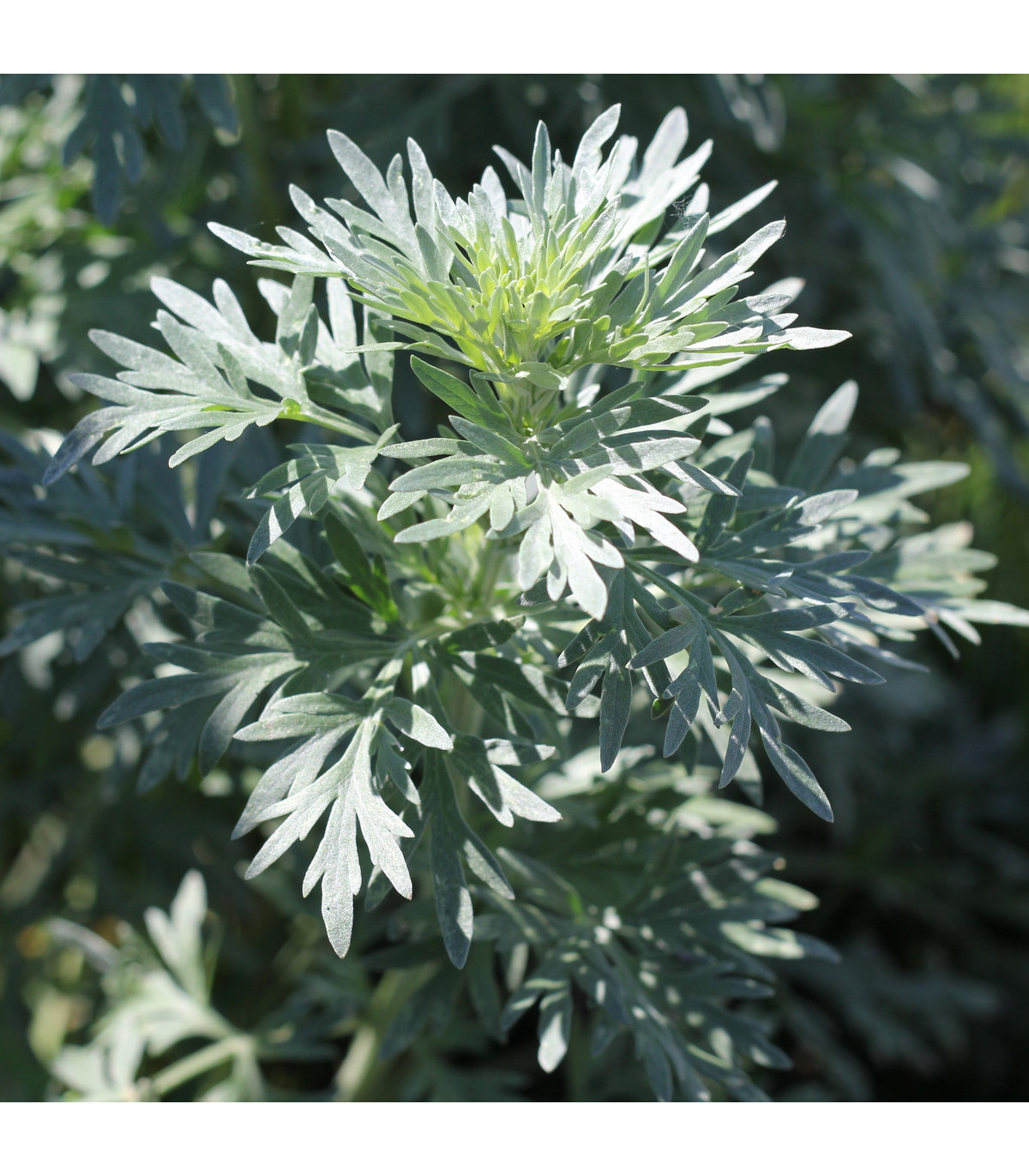 Pelyněk Černobýl - Artemisia vulgaris - prodej semen - 0,01 g