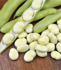 Bob zahradní - Vicia faba - osivo bobu - 15 ks