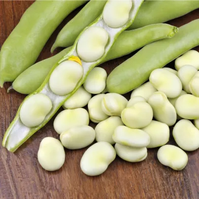 Bob zahradní - Vicia faba - osivo bobu - 15 ks