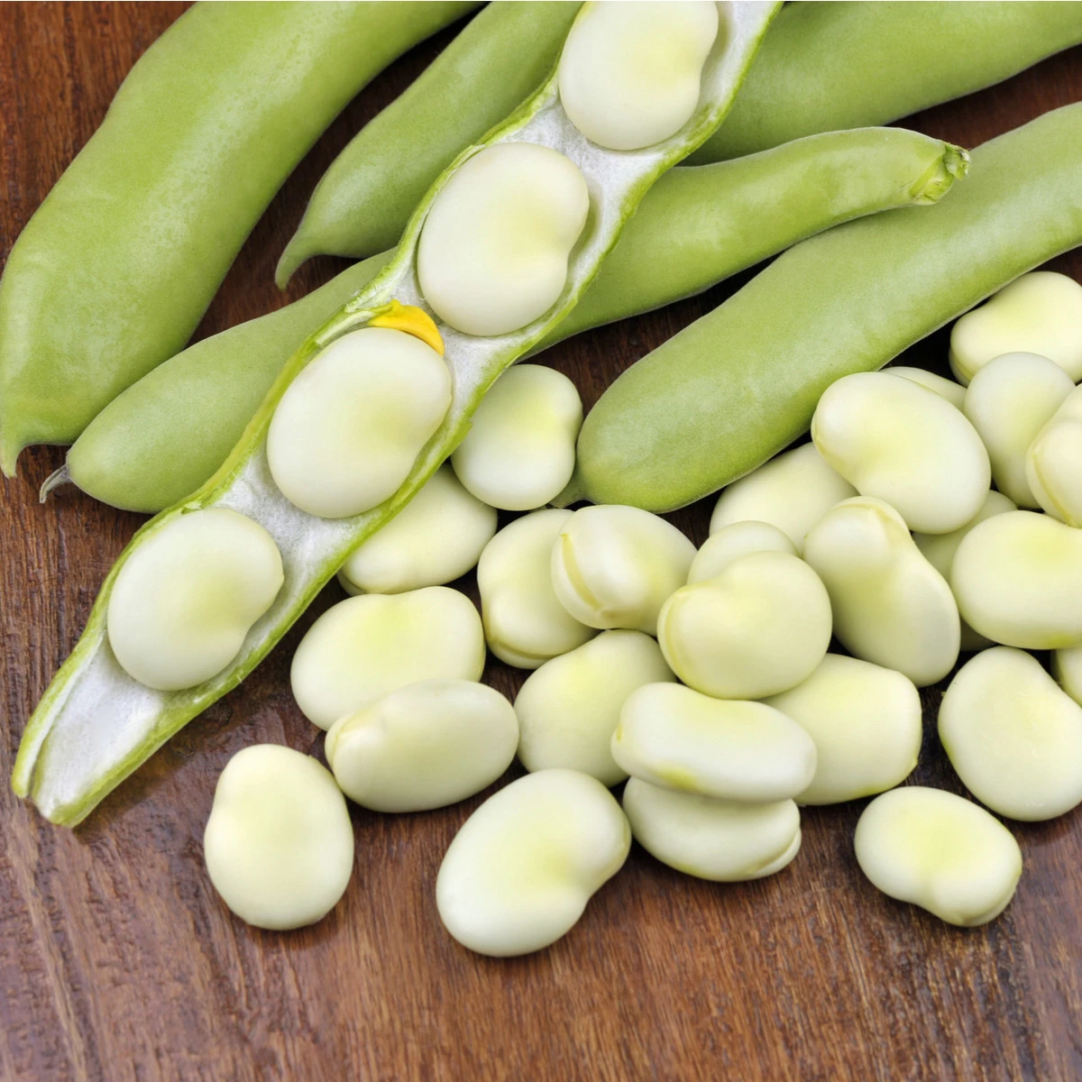 Bob zahradní - Vicia faba - osivo bobu - 15 ks