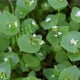 Portulák zimní - Batolka prorostlá - Claytonia perfoliata - osivo portuláku - 100 ks