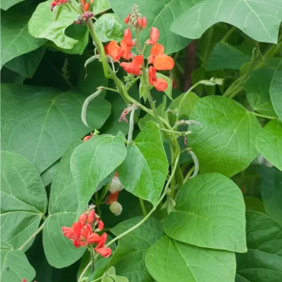 Fazole Butler - Phaseolus coccineus - osivo fazole - 20 ks