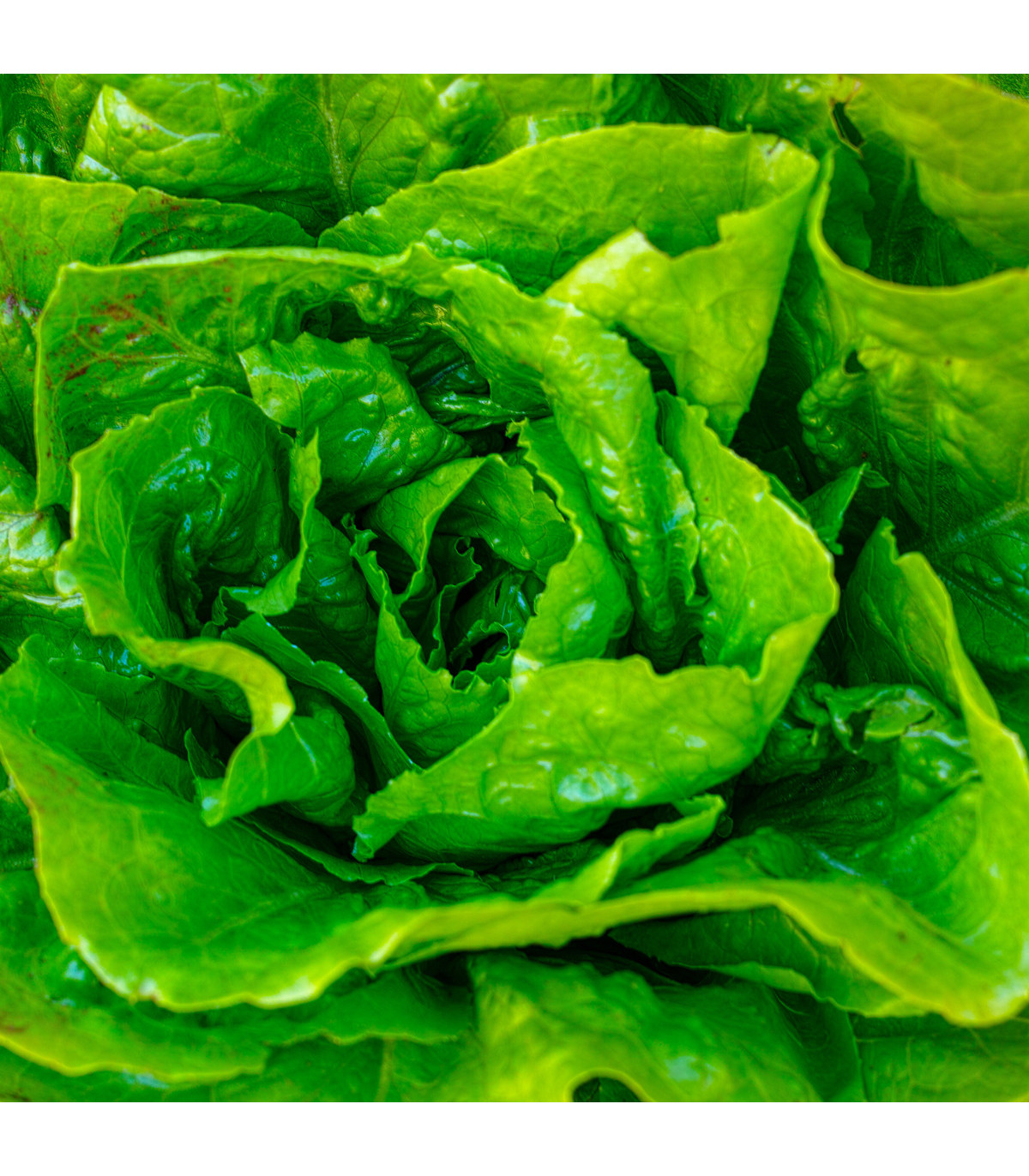 Salát hlávkový Attractie - semena salátu - osivo - 100 ks