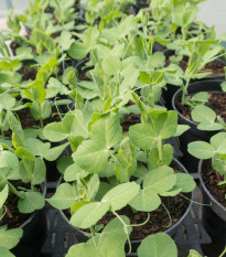 Hrách fialový Blauwschokker - Pisum sativum - osivo hrachu - 25 ks