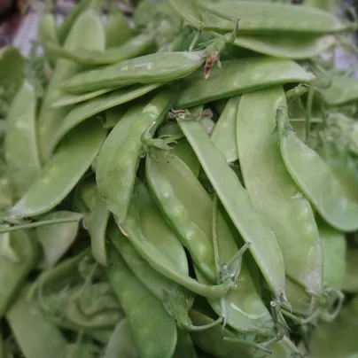 Hrách cukrový Delikata - Pisum sativum - osivo hrachu - 12 g
