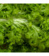 Hořčice Wasabina - Brassica Juncea - prodej semen asijské zeleniny - 120 ks