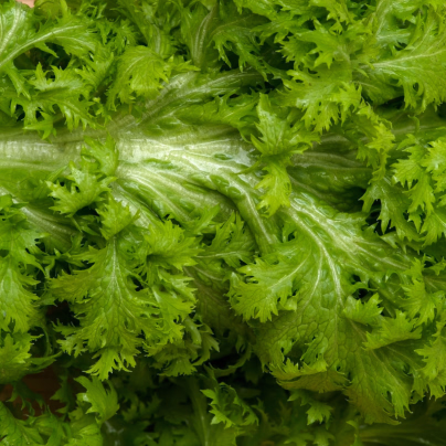 Hořčice Wasabina - Brassica Juncea - prodej semen asijské zeleniny - 120 ks