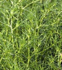 Slanobýl - Salsola soda - osivo slanobýlu - 40 ks