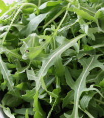 Křez úzkolistý Grazia - Roketa divoká - Diplotaxis tenuifolia - osivo rokety - 20 ks