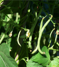 Fazole tyčková Primel - Phaseolus vulgaris - osivo fazole - 20 ks