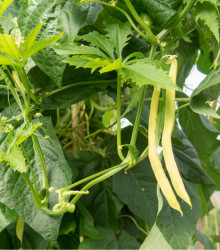 Fazol tyčkový Neckargold - Phaseolus vulgaris - osivo fazolu - 15 ks