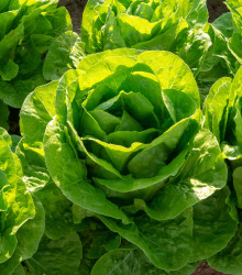 Salát hlávkový Ovation - semena salátu - osivo - 0,5 gr