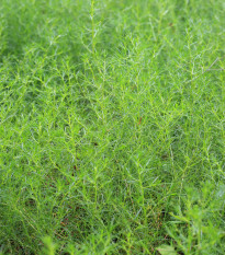 Slanobýl Osaka - Salsola komarovii - osivo slanobýlu - 50 ks