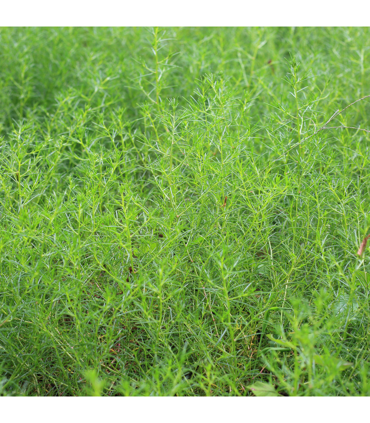Slanobýl Osaka - Salsola komarovii - osivo slanobýlu - 50 ks