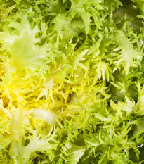 Endivie Štěrbák Ruffec - Cichorium endivia - osivo štěrbáku - 0,3 g