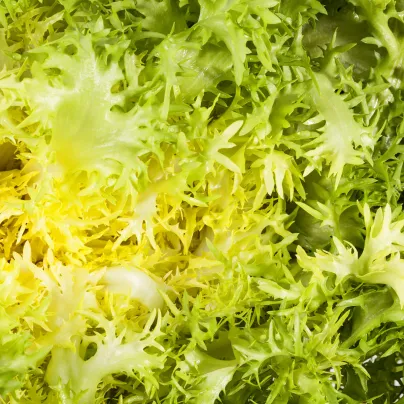 Endivie Štěrbák Ruffec - Cichorium endivia - osivo štěrbáku - 0,3 g