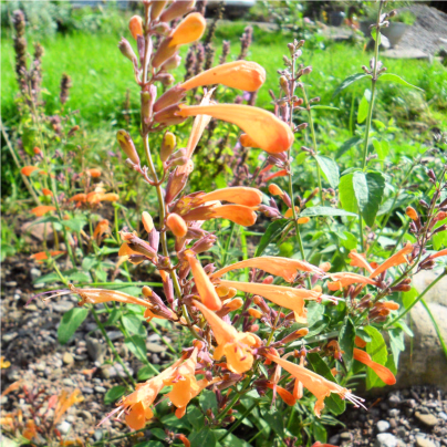 Agastache Apricot Sprite Mix - Agastache aurantiaca - semena agastache - 20 ks