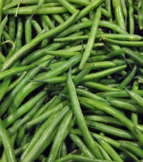 Fazol keříčkový Dublette - Phaseolus vulgaris var. nanus - osivo fazolu - 20 ks