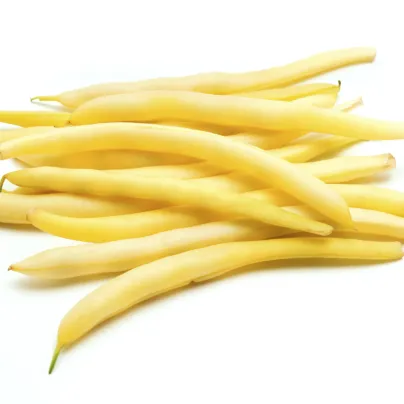 Fazole keříčková Hildora - Phaseolus vulgaris L. - osivo fazole - 10 g