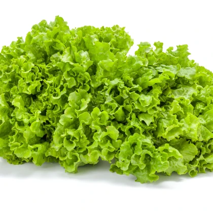 Salát kadeřavý letní - Lactusa sativa - prodej semen salátu - 0,5 gr