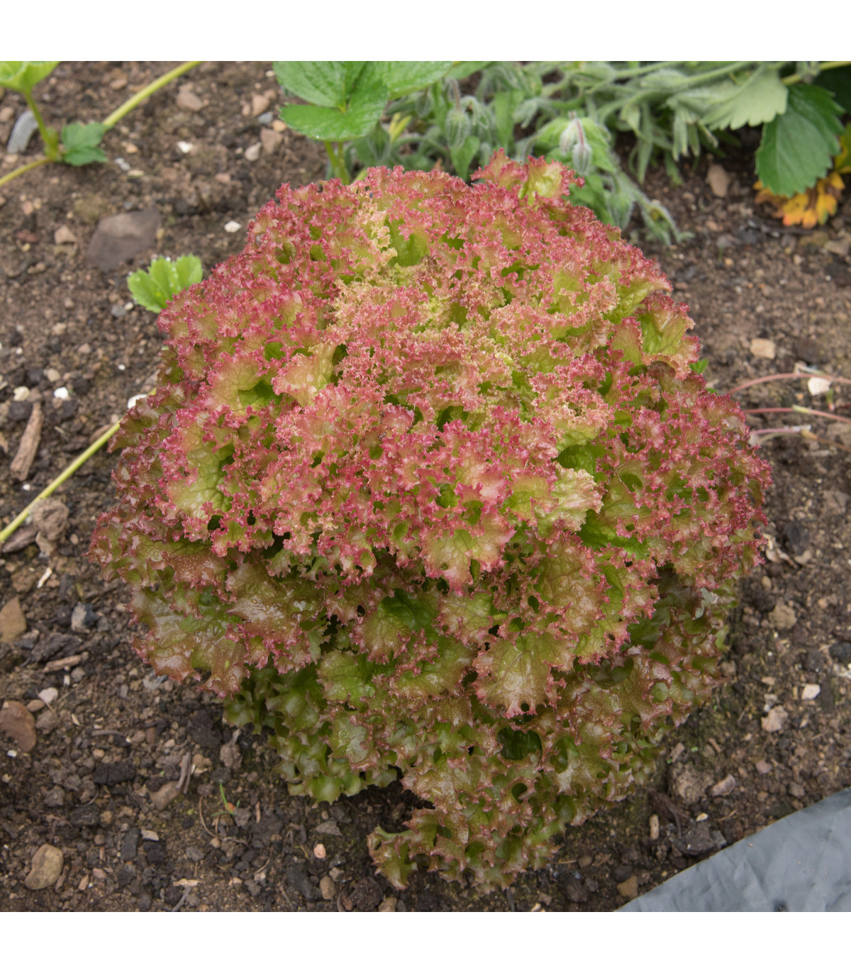 Salát listový kadeřavý Lollo Rossa - semena salátu - 400 ks